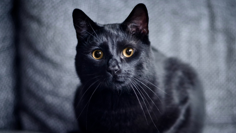 Black cat on a grey sofa