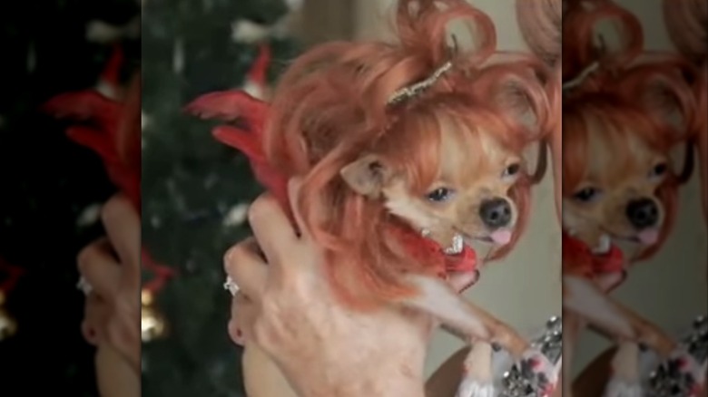 Conchita the Chihuahua wearing a red wig