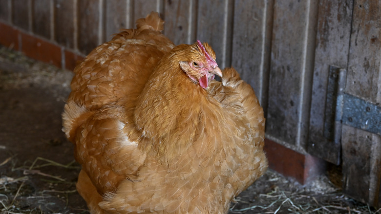 A hen resting inside a chicken coop