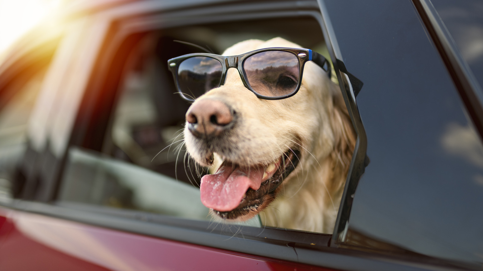 10 Wealthy Pets That Inherited Their Owner's Fortune