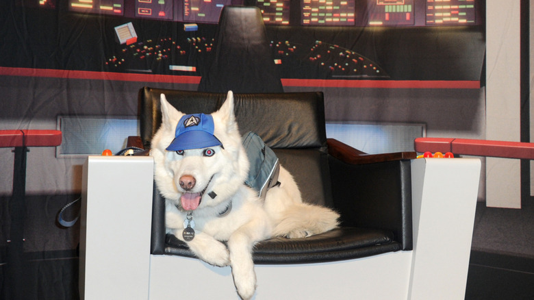 A whitish German Shepherd dog sits in the captain's seat on Star Trek set