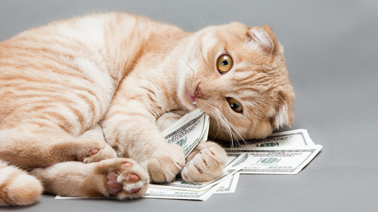 Light orange tabby cat laying on hundreds of dollars