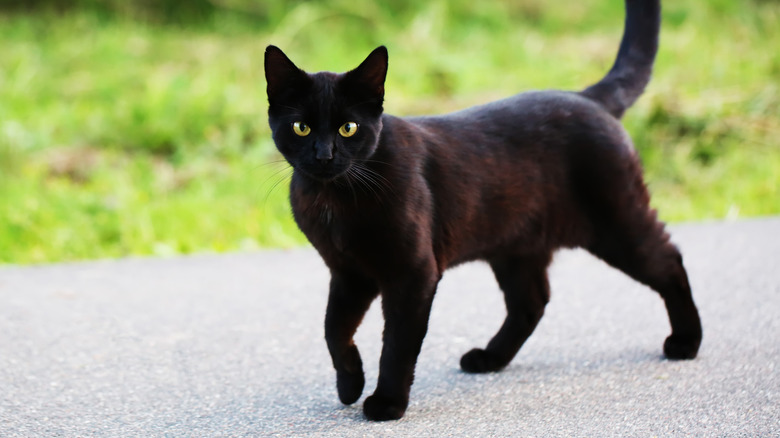 Black cat standing on pavement in front of grass