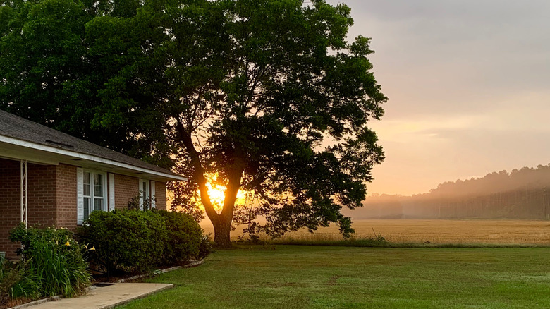 Home in Bennettsville near foggy field at sunrise or sunset
