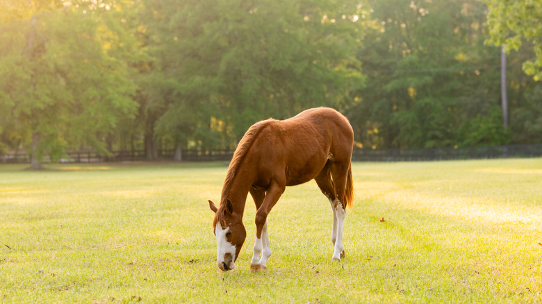 Horse grazes in a field with trees and fence in the distance