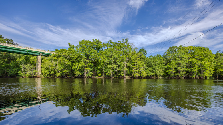 River with submerged trees near a bridge
