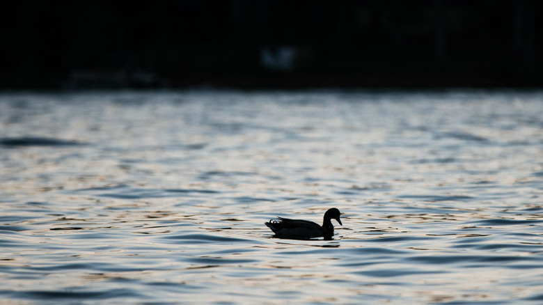 Silhouette of a duck swimming in a lake at dusk