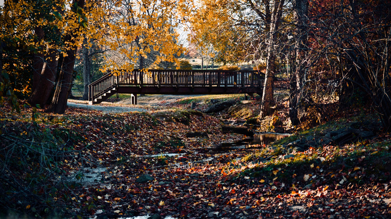 Wooden bridge near woods during autumn