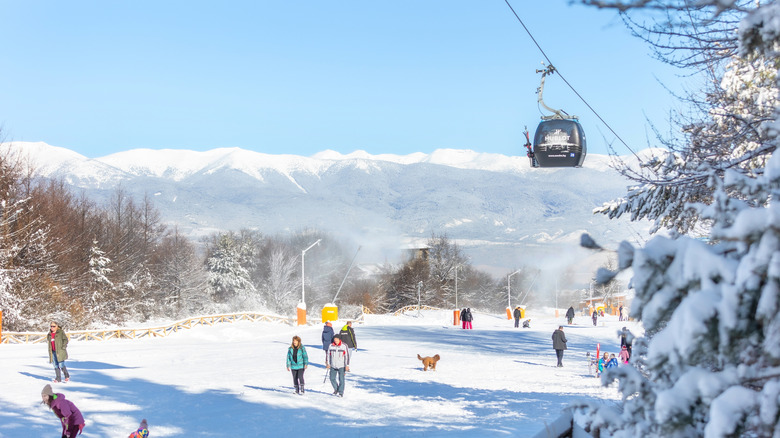 People skiing in Bansko, amid snow and trees