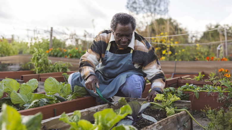 a senior gardening