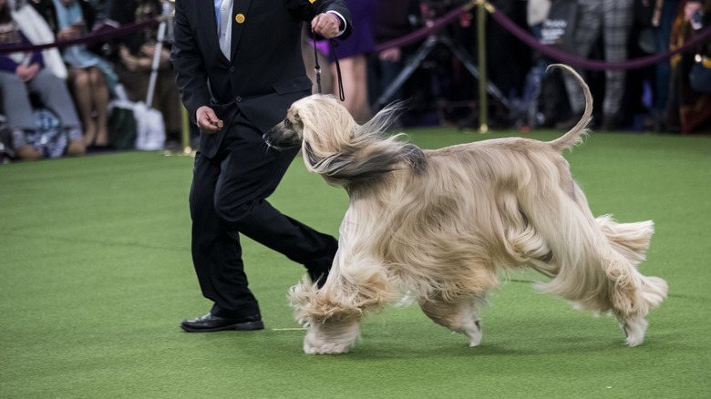 Afghan Hound trots during dog show
