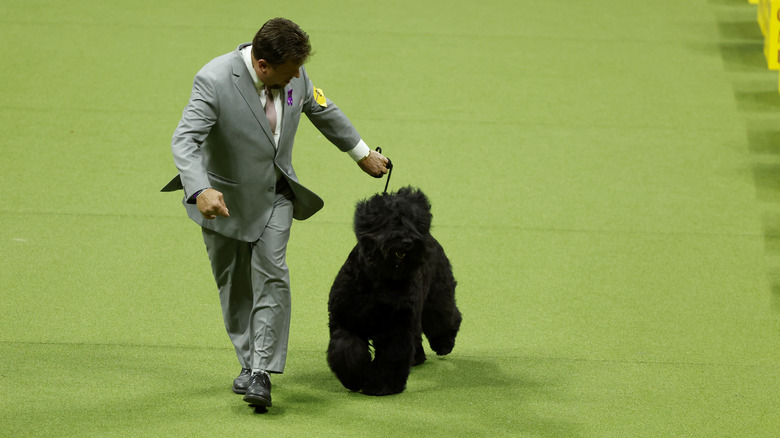 Black Russian Terrier runs during a dog show