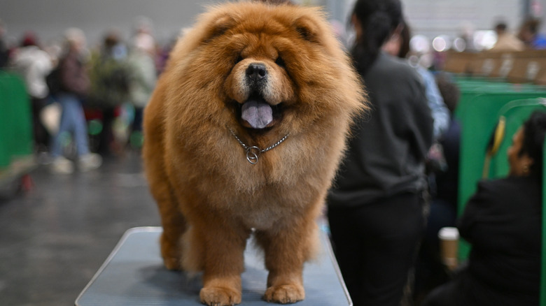 Chow chow stands on a groomer's table