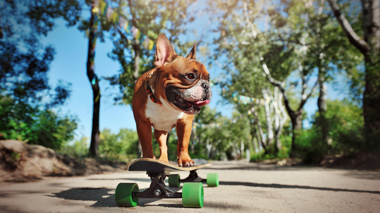 fawn french bulldog riding a skateboard