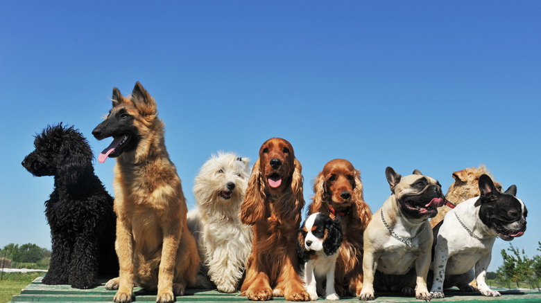 A group of dogs sitting with a French Bulldog