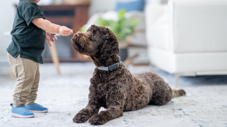 A little boy feeds a Portuguese Water Dog