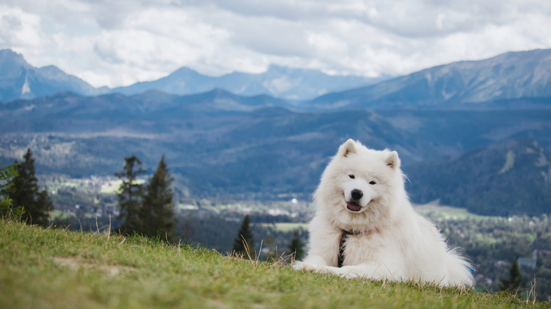White Samoyed smiles and sits in grass