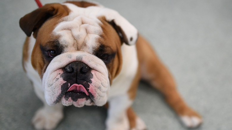 English bull dog puppy on red leash