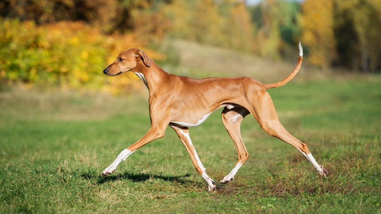 Fawn and white Azawakh walks on grass