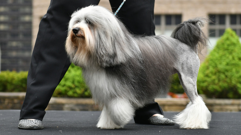 Lowchen poses with handler before a dog show