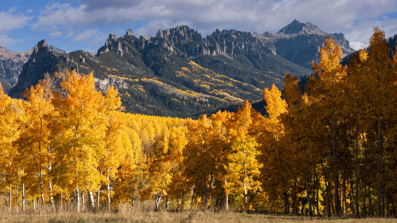 Trees changing colours in front of mountains in Cimarron County, Colorado