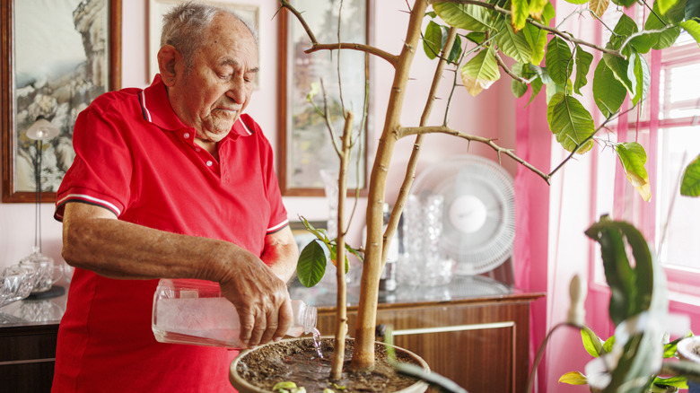 A senior man watering a plant in his apartment.
