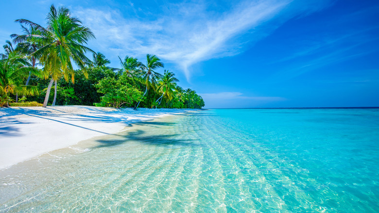 An unpopulated white sand beach lined with palm trees