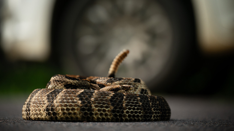 Timber rattlesnake (Crotalus horridus) coiled next to car wheel.