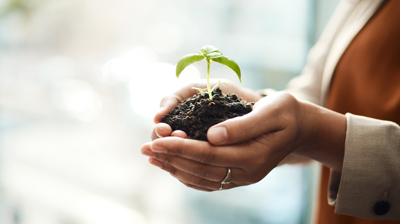 a seedling growing in a person's hands