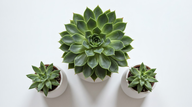 white ceramic plant pots with succulents in them