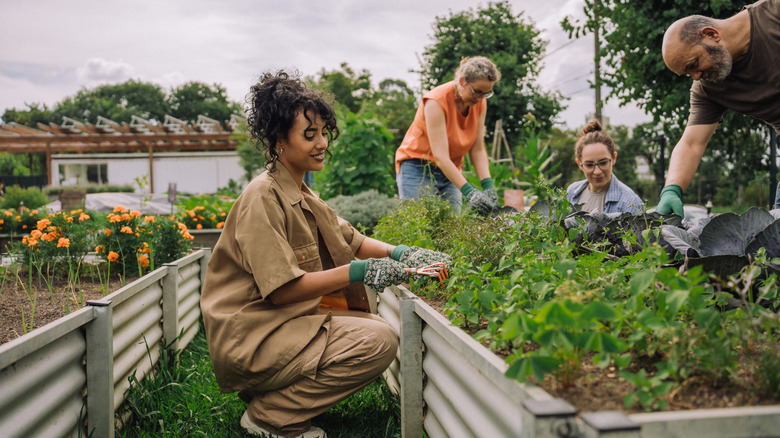 People working together in a community garden