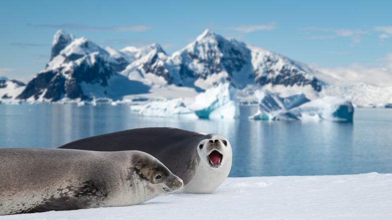 Two seals on ice with glaciers in the background