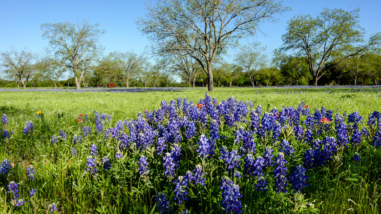 Texas bluebells on a sunny day