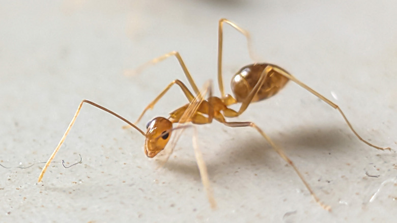 closeup of a golden-colored ant