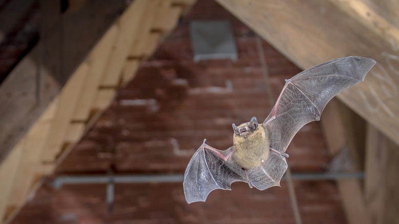 a bat flies through a barn-like structure