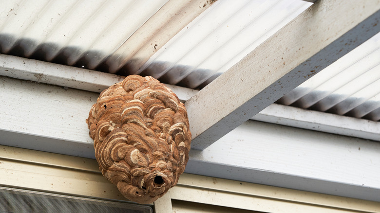 wasp nest hanging from ceiling of carport-like structure