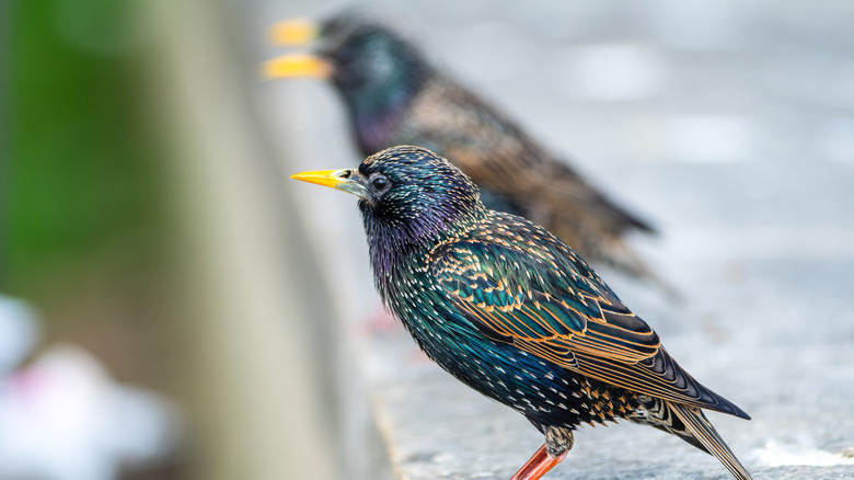 three European starlings on a ledge