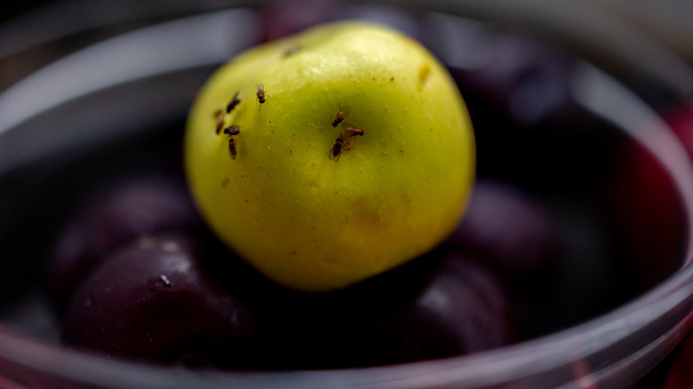 fruit flies on a green apple