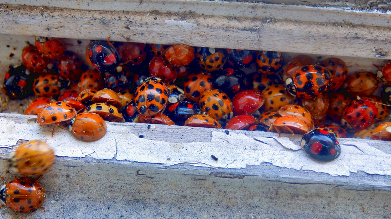 a mass of ladybugs on a windowsill