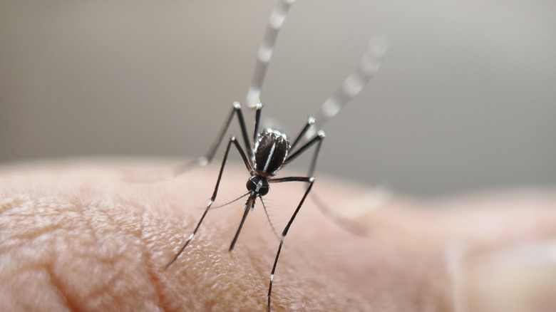 a mosquito stinging a human finger