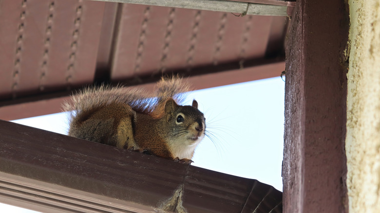 a squirrel sits on a downspout