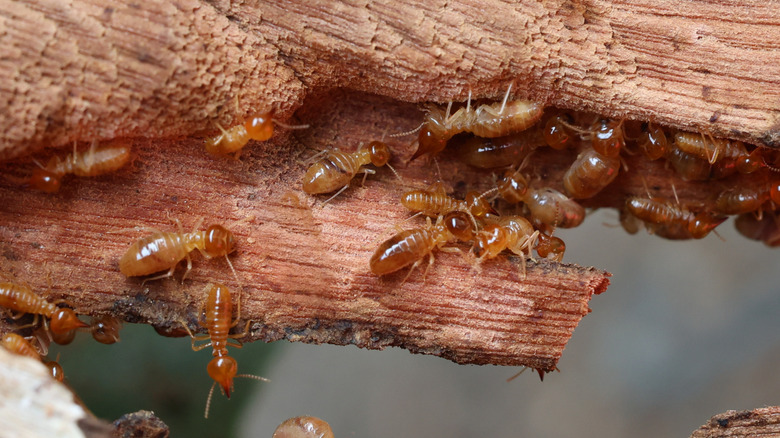 termites on wood they have partially destroyed