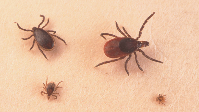 two large ticks and two small ticks