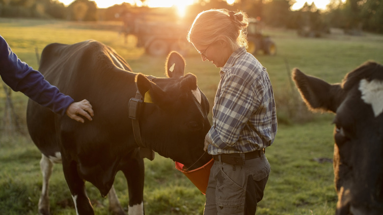 smiling woman with glasses on a farm feeding cattle from a red bucket