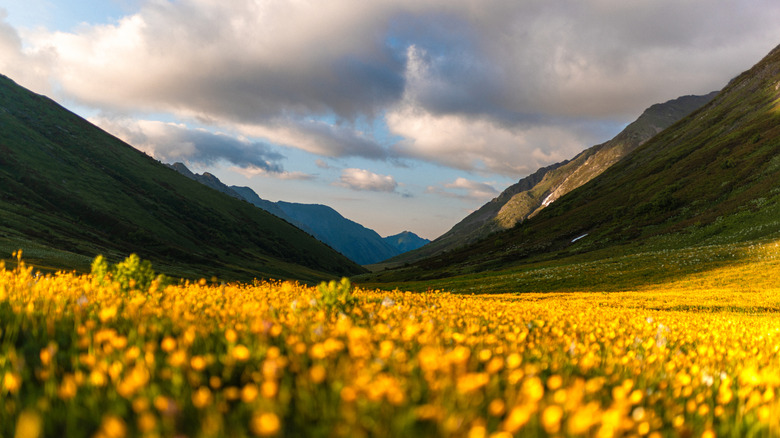 A luscious mountain range
