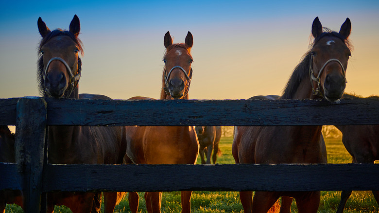 Group of horses staring at the camera along wooden fence.