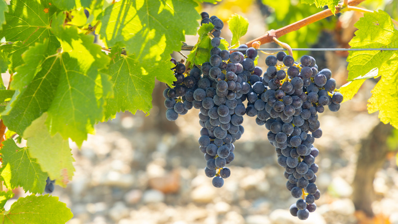 Grapes at the Chateau Margaux
