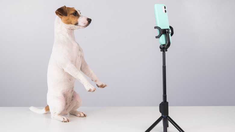 a dog performing for a phone
