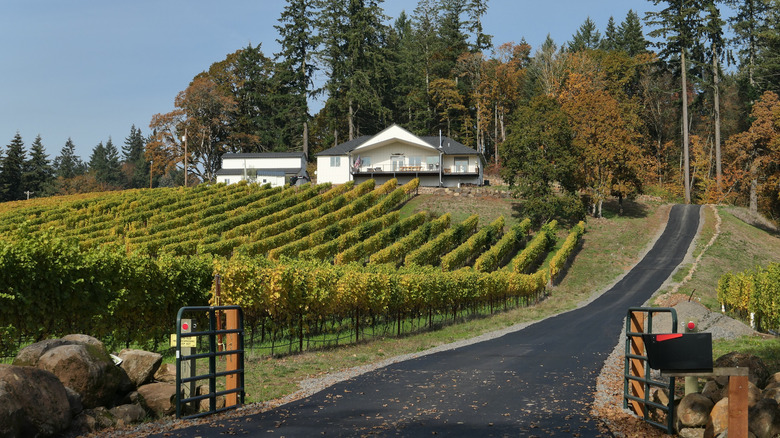Vineyard near McMinnville, Oregon