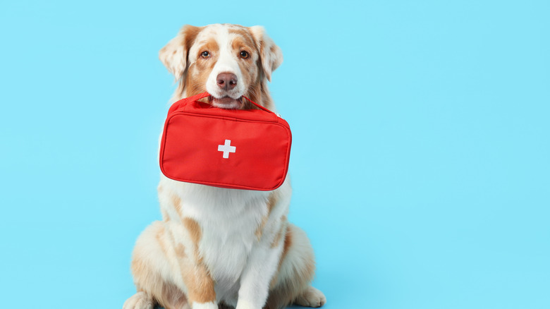 Dog holding a first aid bag